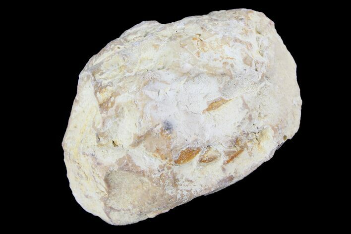 Cretaceous Fish Coprolite (Fossil Poop) - Kansas #93788